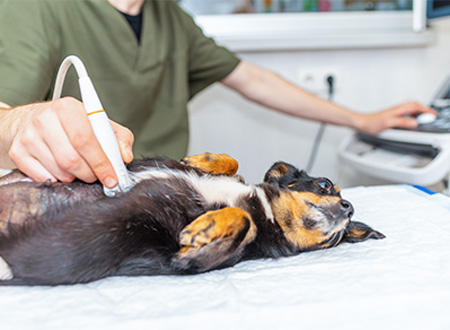 dog on medical table getting ultrasound from technician