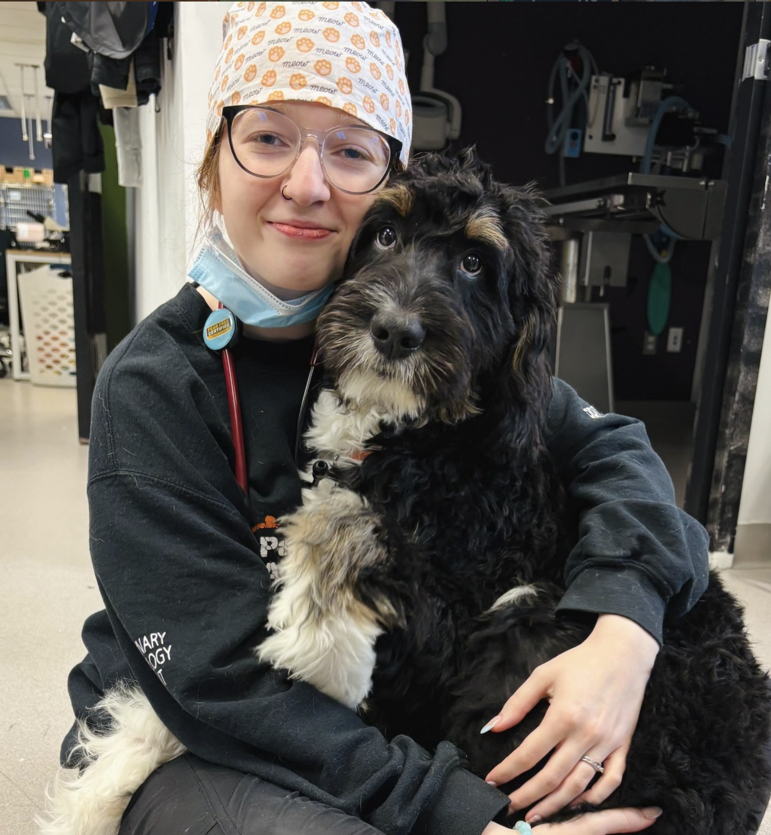 vet clinic paradise vet holding dog care paradise animal hospital and wellness centre
